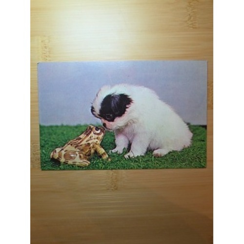 Vintage Plastichrome Japanese Chin Puppy and Frog Postcard P66148